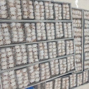 Bạch tuộc lạnh làm sạch nguyên con - Thủy Hải Sản Thế Khánh - Công Ty TNHH Thế Khánh